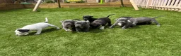 Staffordshire Bull Terrier dogs for sale: Staffordshire bull terriers for sale  - Advert 29