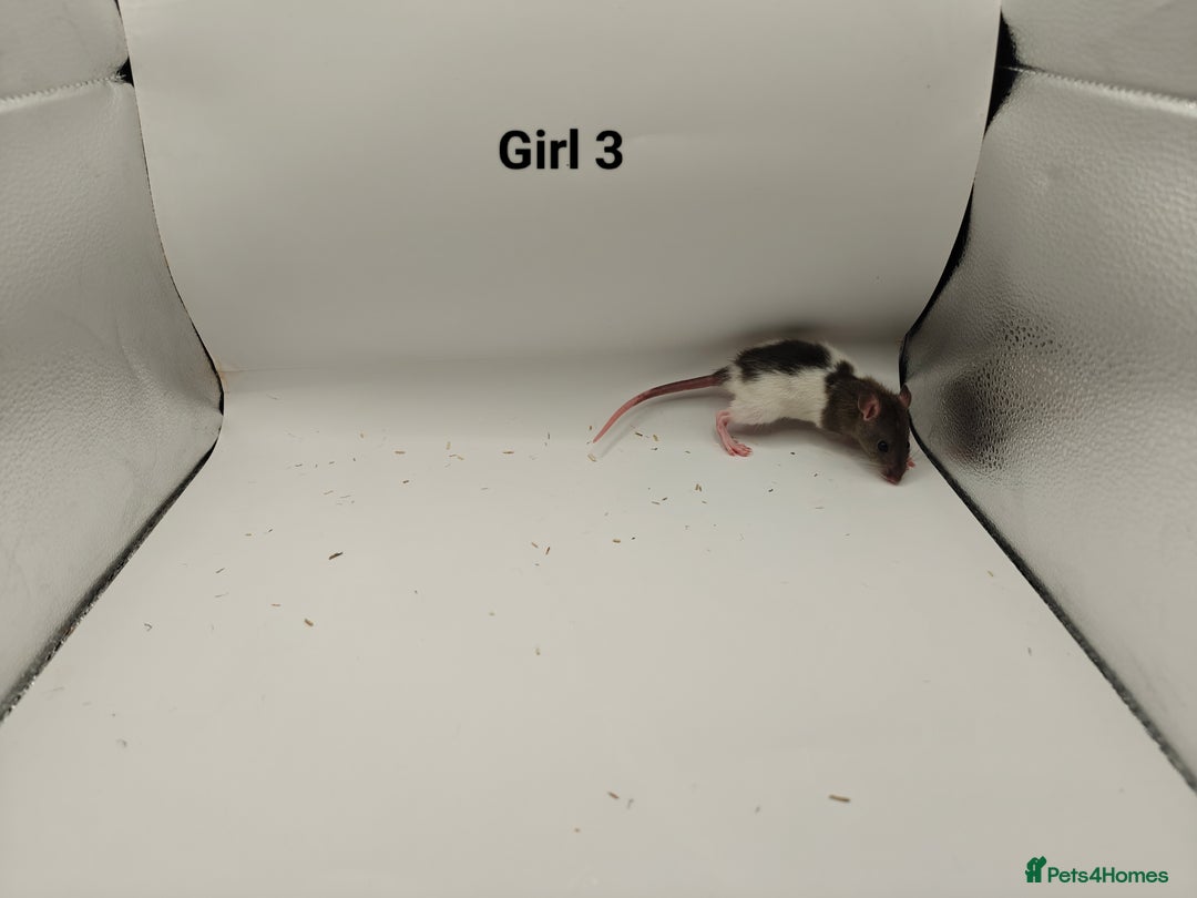 Rat rodents for sale: JAN: 27 Rats (21 Rats: 10 Boys & 11 Girls Left) - Advert 17