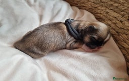 Lhasa Apso dogs for sale: Pure bred Lhasa Apso puppies  - Image 6