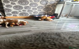 Cavalier King Charles Spaniel dogs for sale: Kennel club reg dna cavalier pups fully vaccine  - Image 23