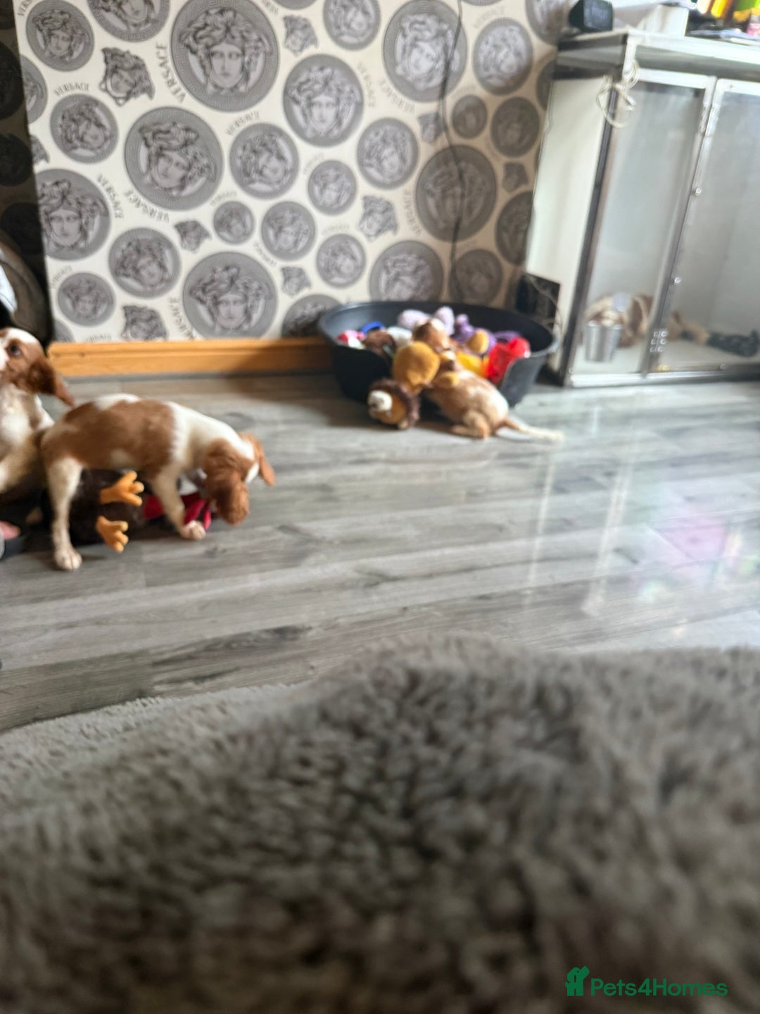 Cavalier King Charles Spaniel dogs for sale: Kennel club reg dna cavalier pups fully vaccine  - Image 23