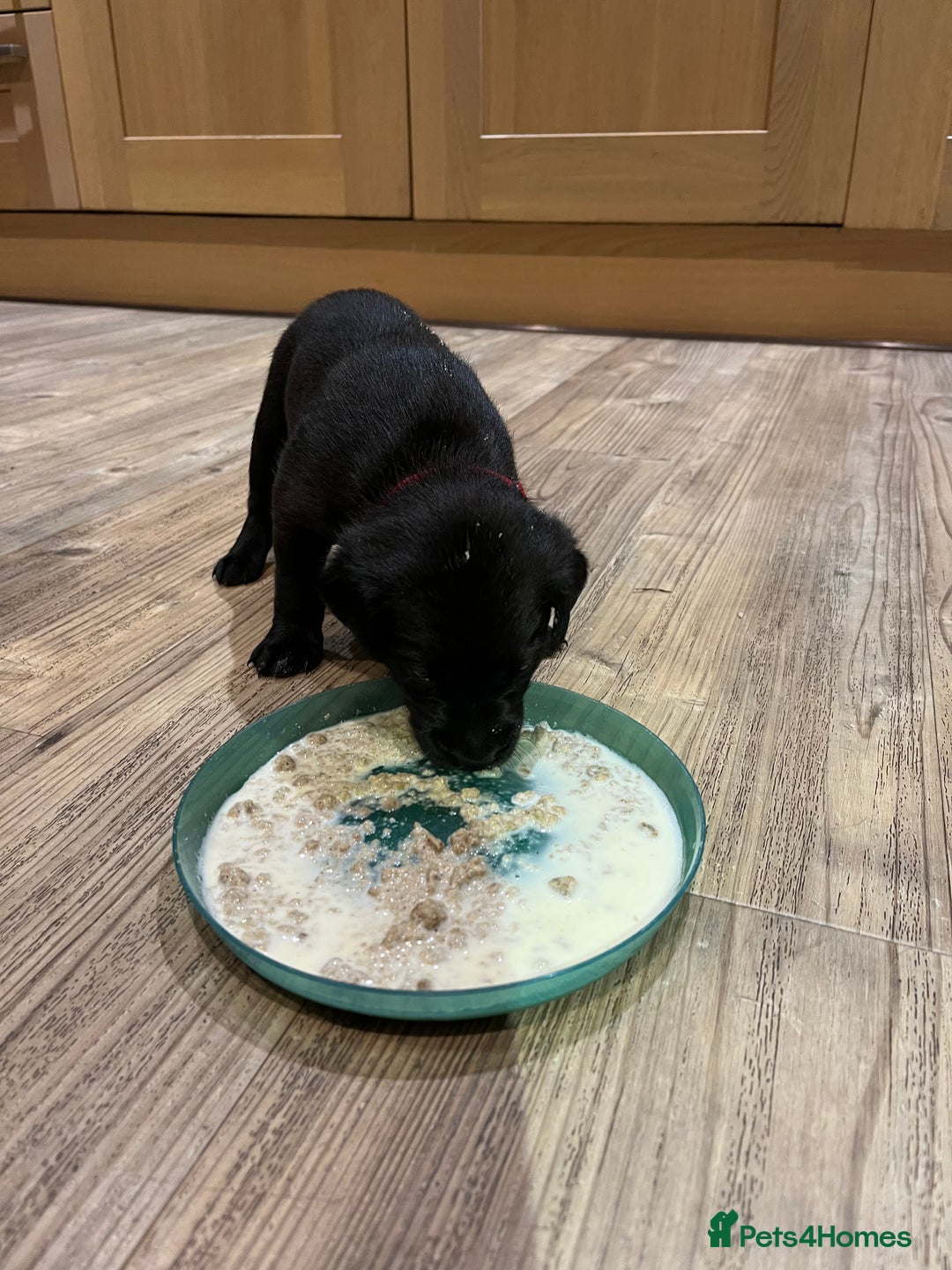 Labrador Retriever dogs for sale: Black Labrador Puppies for sale  - Image 5