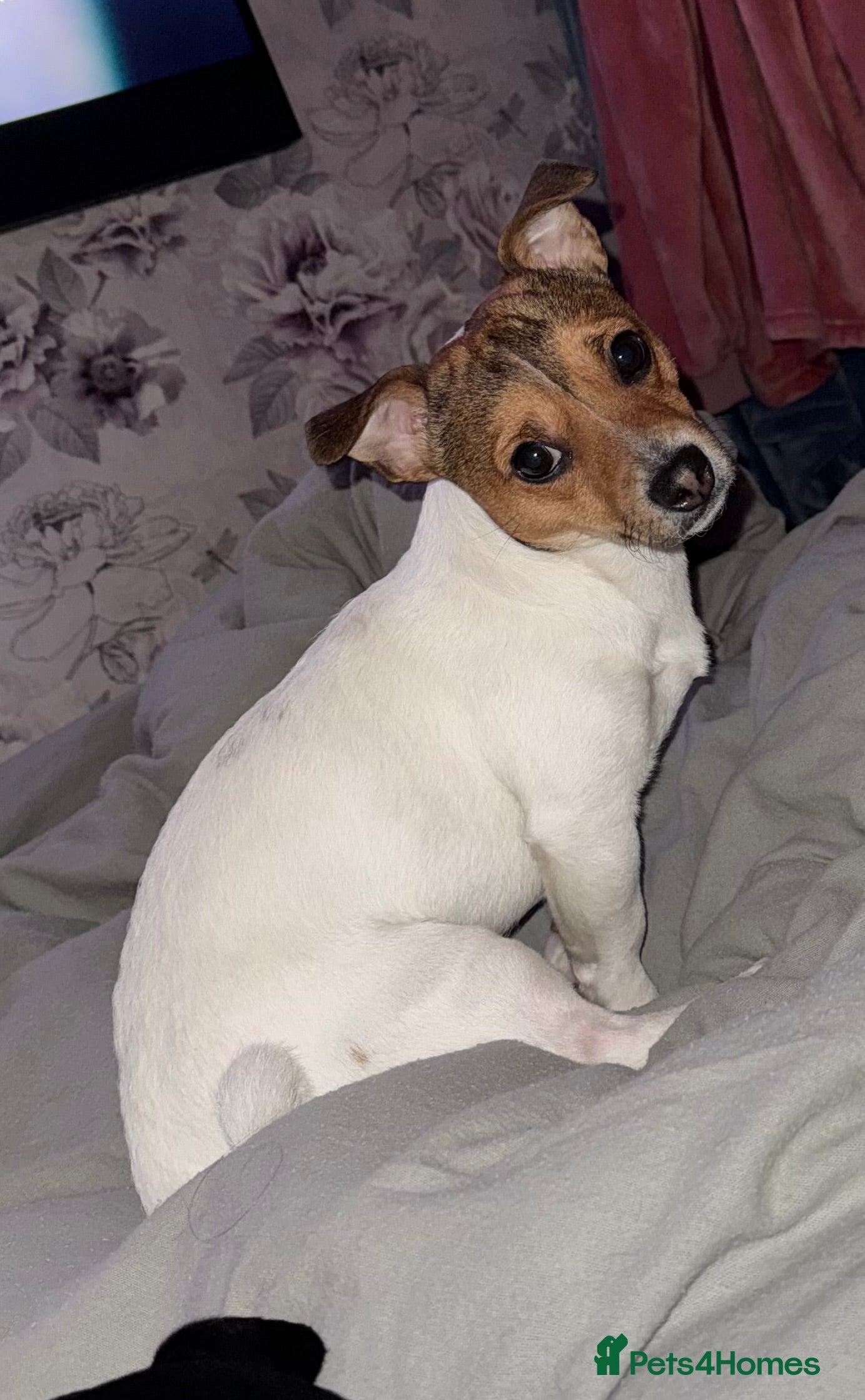 Jack Russell dogs Jack Russel stud  - Advert 1