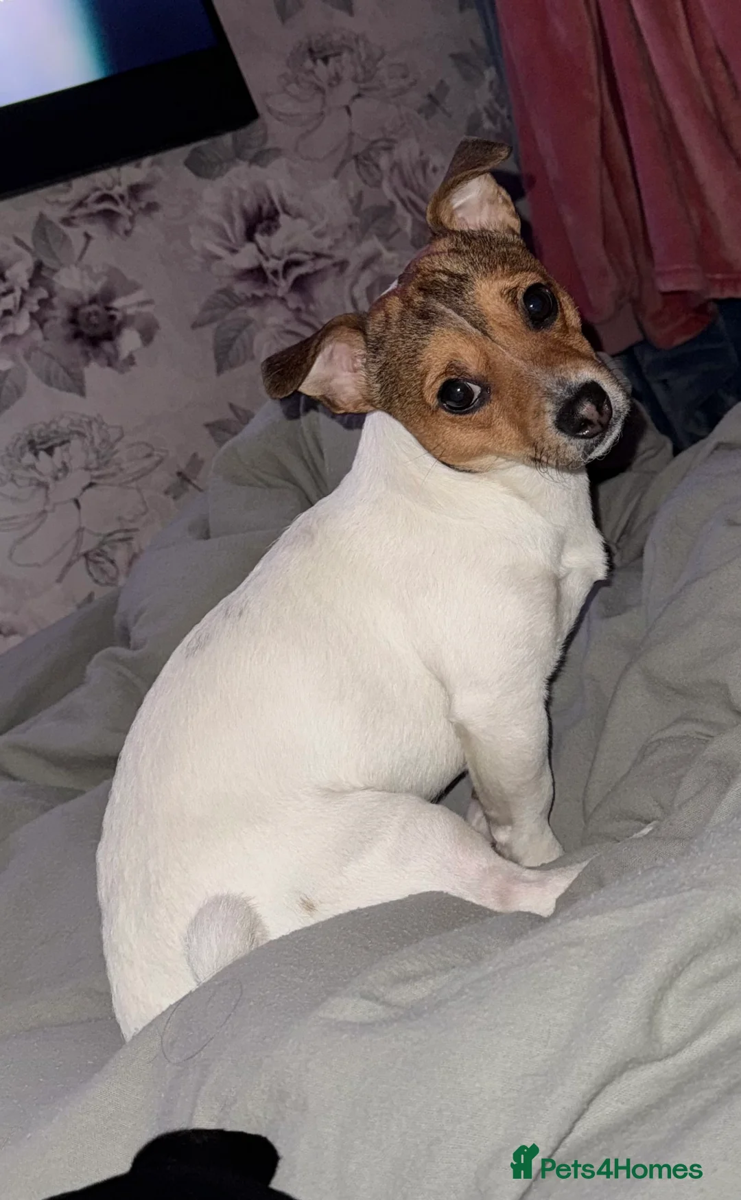 Jack Russell dogs for stud: Jack Russell stud  - Advert 2