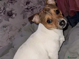 Jack Russell dogs Jack Russel stud - Advert 1