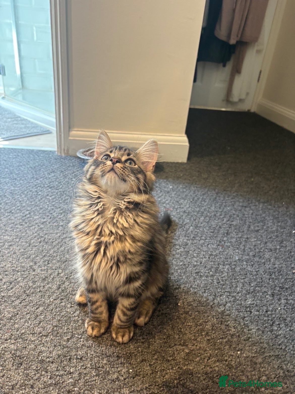 Mixed Breed cats Maine Coon x Bengal Adorable Kittens  - Advert 2