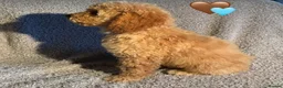 Cockapoo dogs for sale: 🐾 Stunning Litter of 8 Cockapoo Puppies! 🐾 - Advert 13