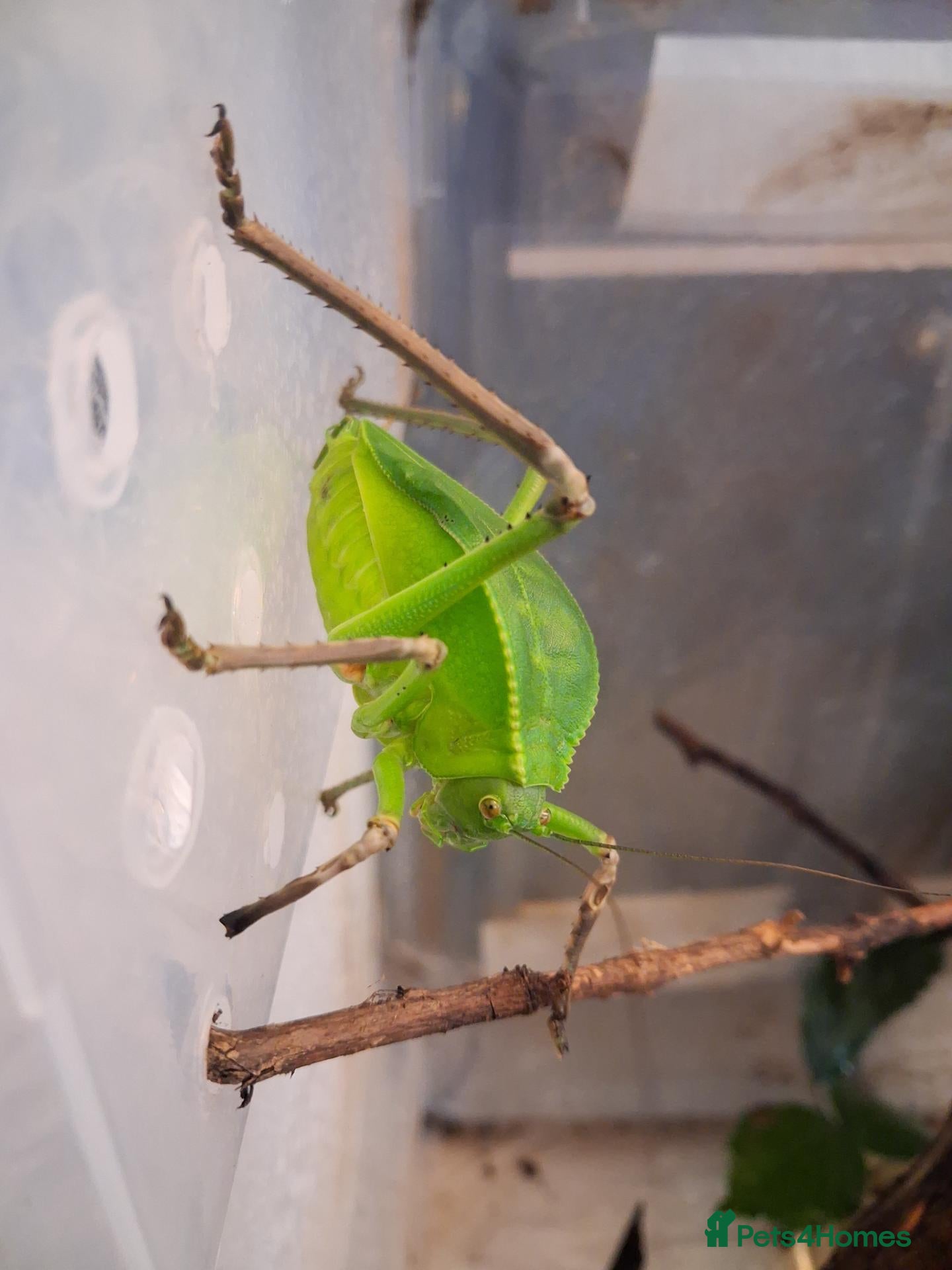 Tarantulas invertebrates Giant Hooded Katydid - Advert 17