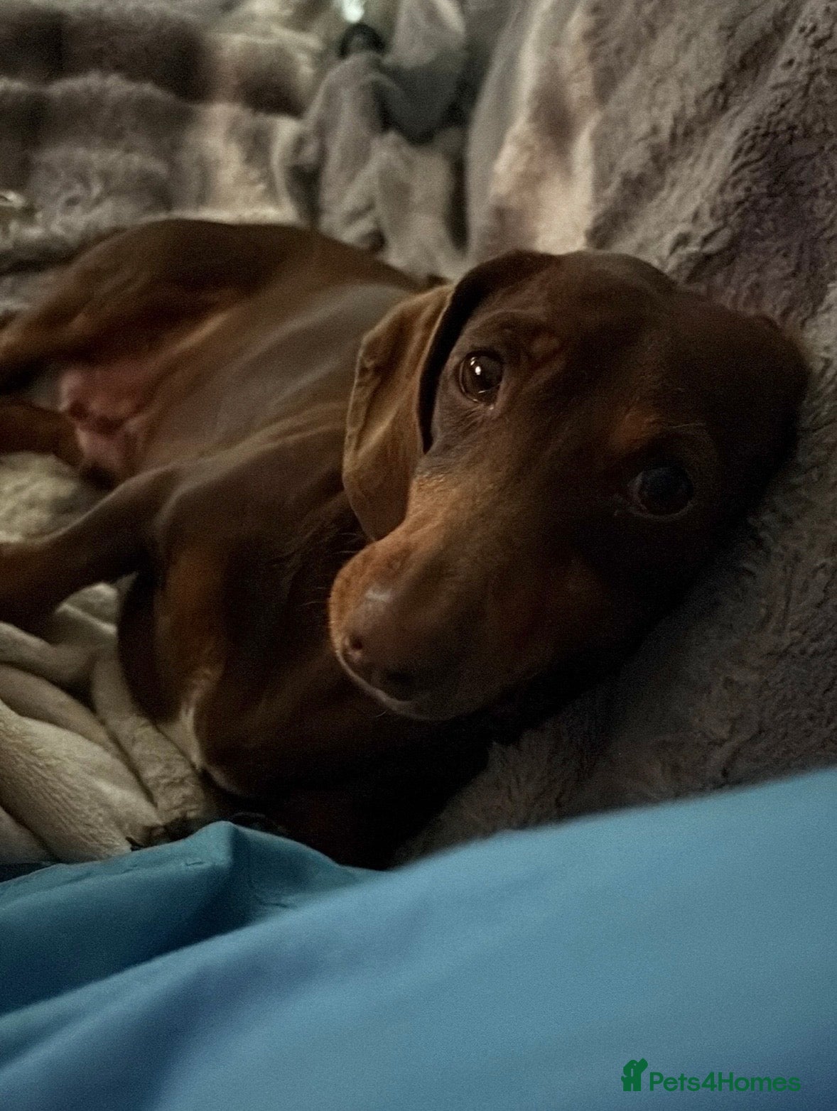 Miniature Dachshund dogs Miniature Dachshund for sale to a loving home - Advert 1