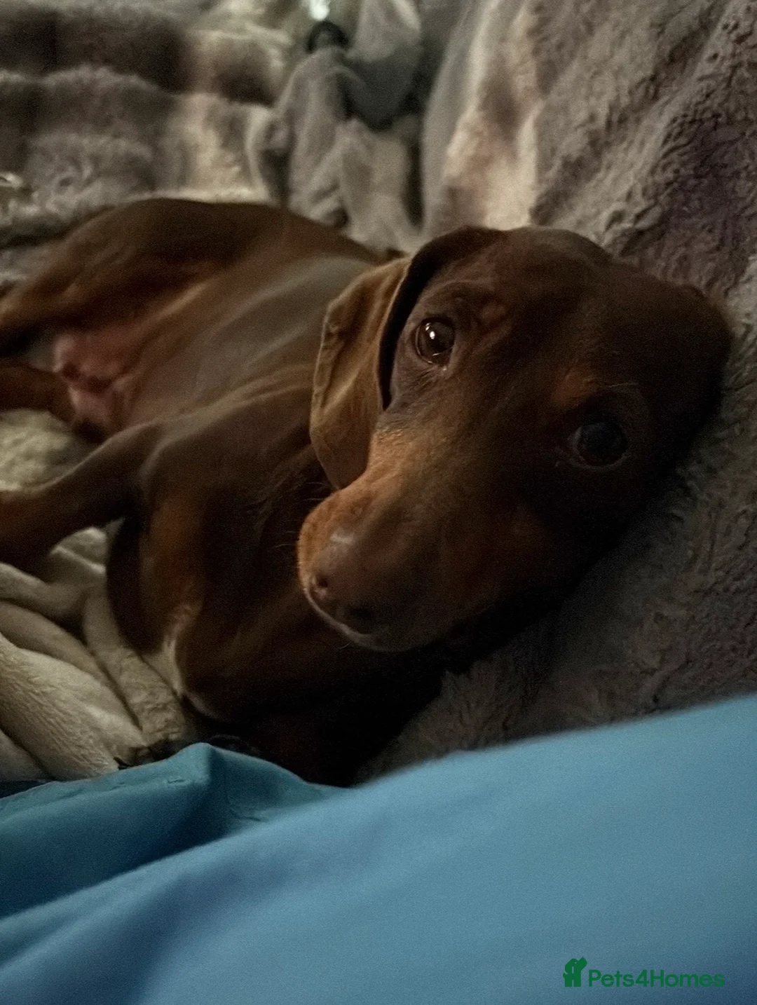 Miniature Dachshund dogs for sale: Miniature Dachshund for sale to a loving home in Grangemouth - Advert 1