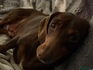 Miniature Dachshund dogs Miniature Dachshund for sale to a loving home - Advert 2