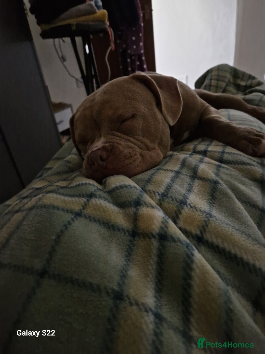 American Bully dogs for sale: SPIKE American Bully poket  - Image 3