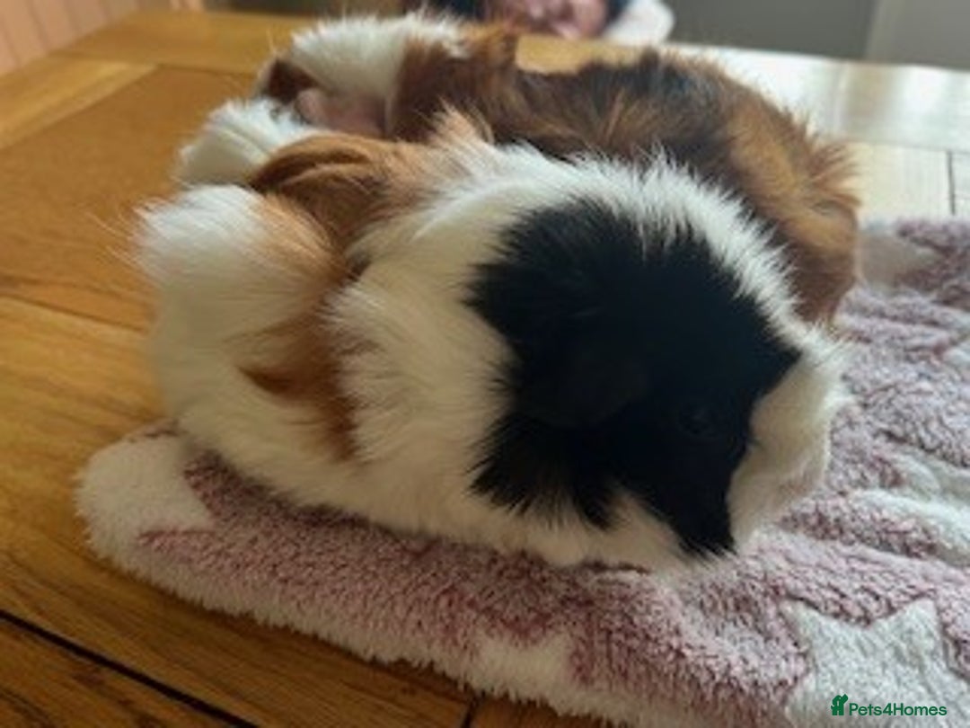 Guinea Pig rodents for sale: Pair of Female Guinea Pigs with cage - Image 8