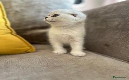 Scottish Fold cats for sale: LAST ONE - READY to LEAVE - PEDIGREE  - Image 10