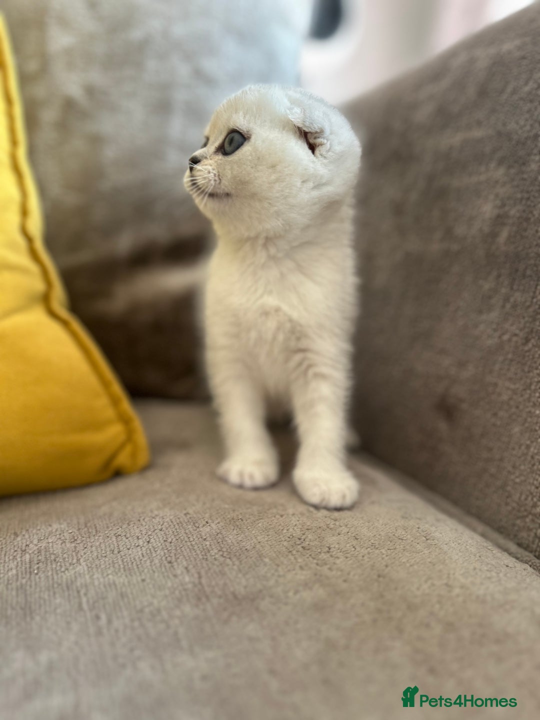 Scottish Fold cats for sale: LAST ONE - READY to LEAVE - PEDIGREE  - Image 10