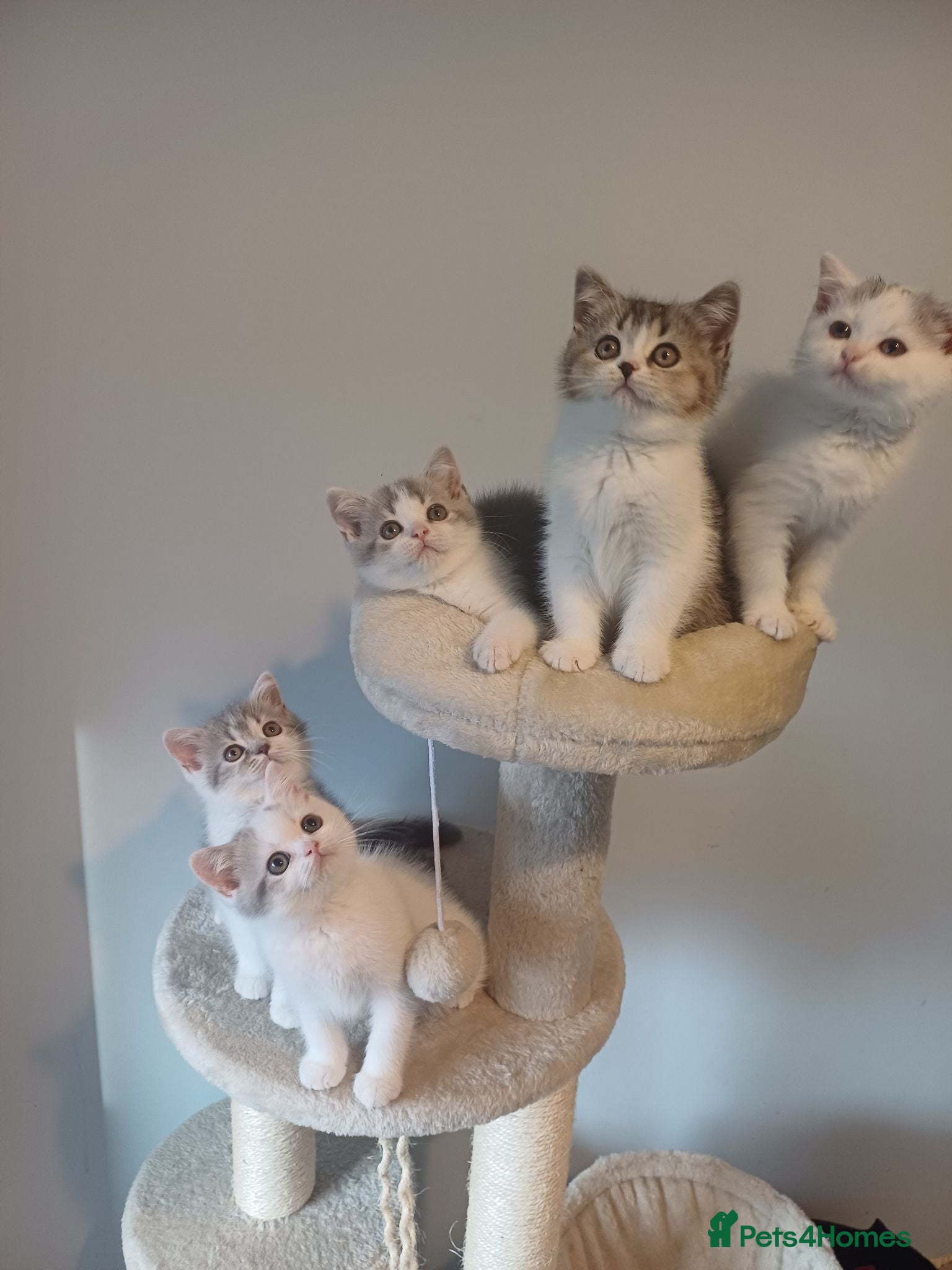 British Shorthair cats Ready to leave! 🐱 - Advert 1