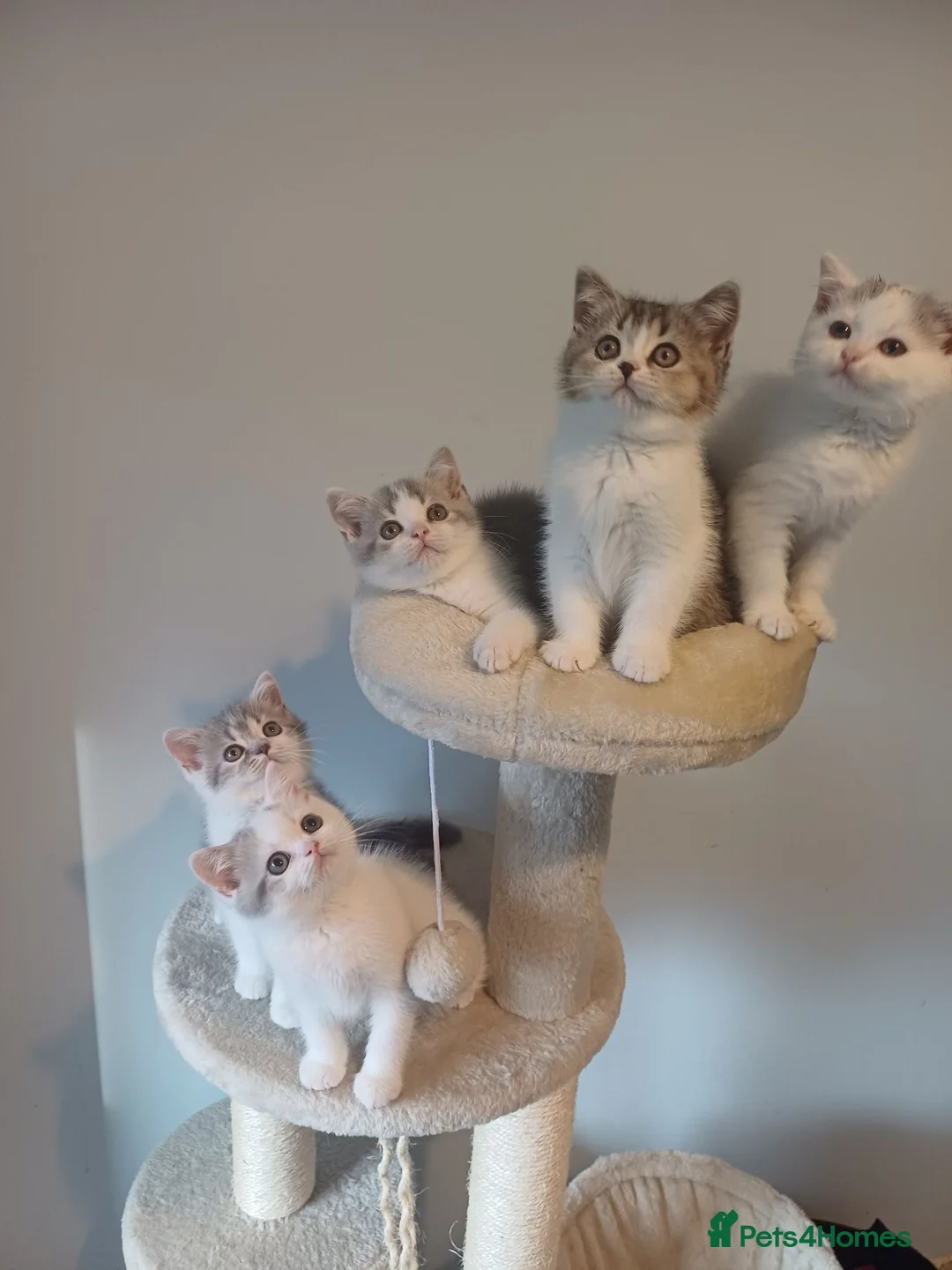 British Shorthair cats for sale: Ready to leave! 🐱 - Advert 1