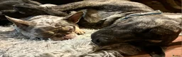 Mixed Breed dogs for sale: Rescue Dogs searching for their forever homes - Advert 4