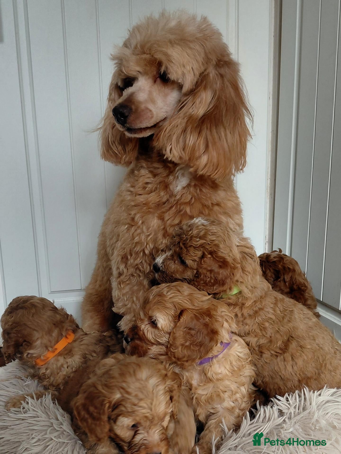 Cavapoo dogs F1 Cavapoo puppies-extensively health tested  - Advert 3
