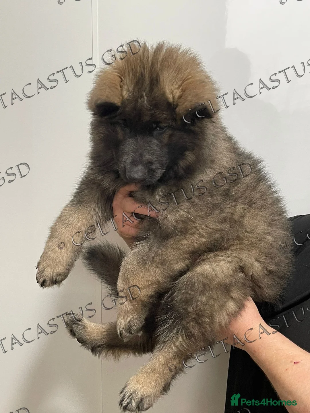 German Shepherd dogs for sale: Reduced kcreg  blue sable carrying Isabella  - Advert 5