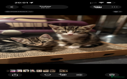 Domestic Shorthair cats for sale: 4 gorgeous Tabby’s looking for their forever home! - Image 6