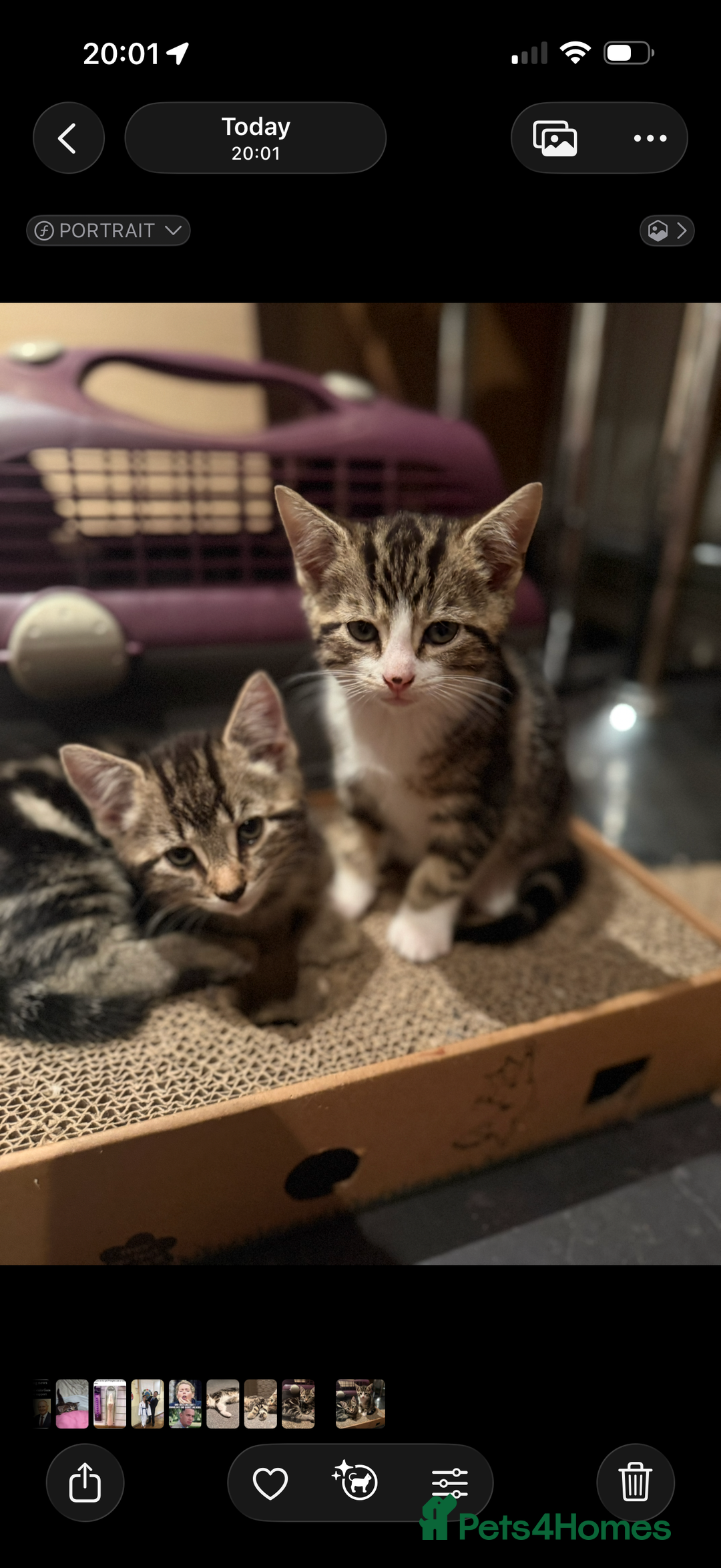 Domestic Shorthair cats for sale: 4 gorgeous Tabby’s looking for their forever home! - Image 6