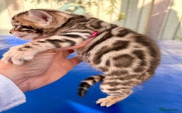 Keetso cats for sale: Stunning golden keetsos  - Image 13