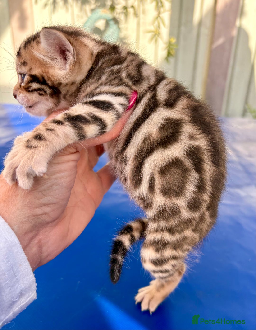 Keetso cats for sale: Stunning golden keetsos  - Image 13