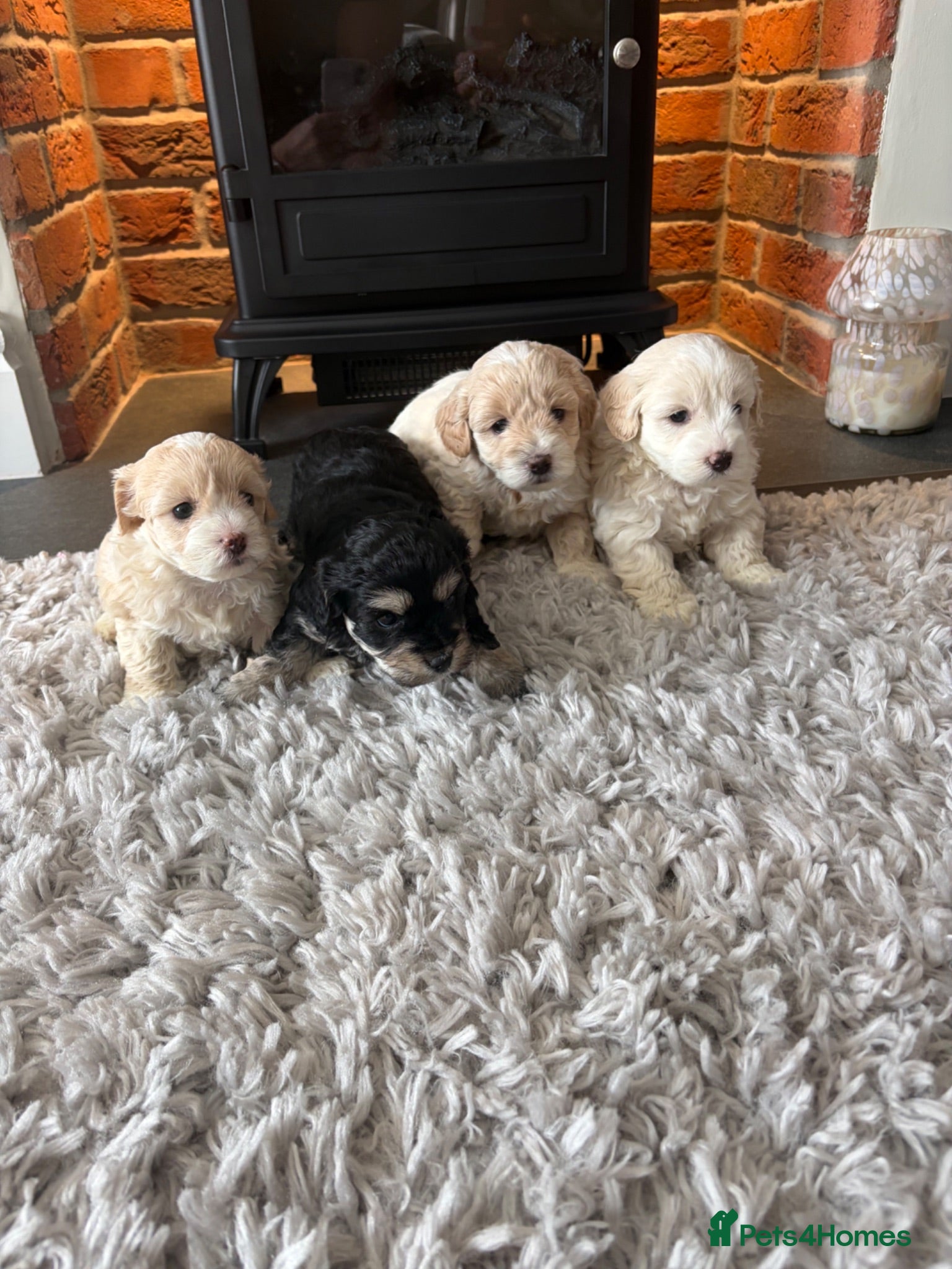 Maltipoo dogs Stunning Maltipoo Puppies - Advert 2