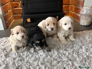 Maltipoo dogs Stunning Maltipoo Puppies - Advert 2