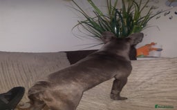 Akita dogs for sale: French blue KC registered 7 months old female pup - Image 7