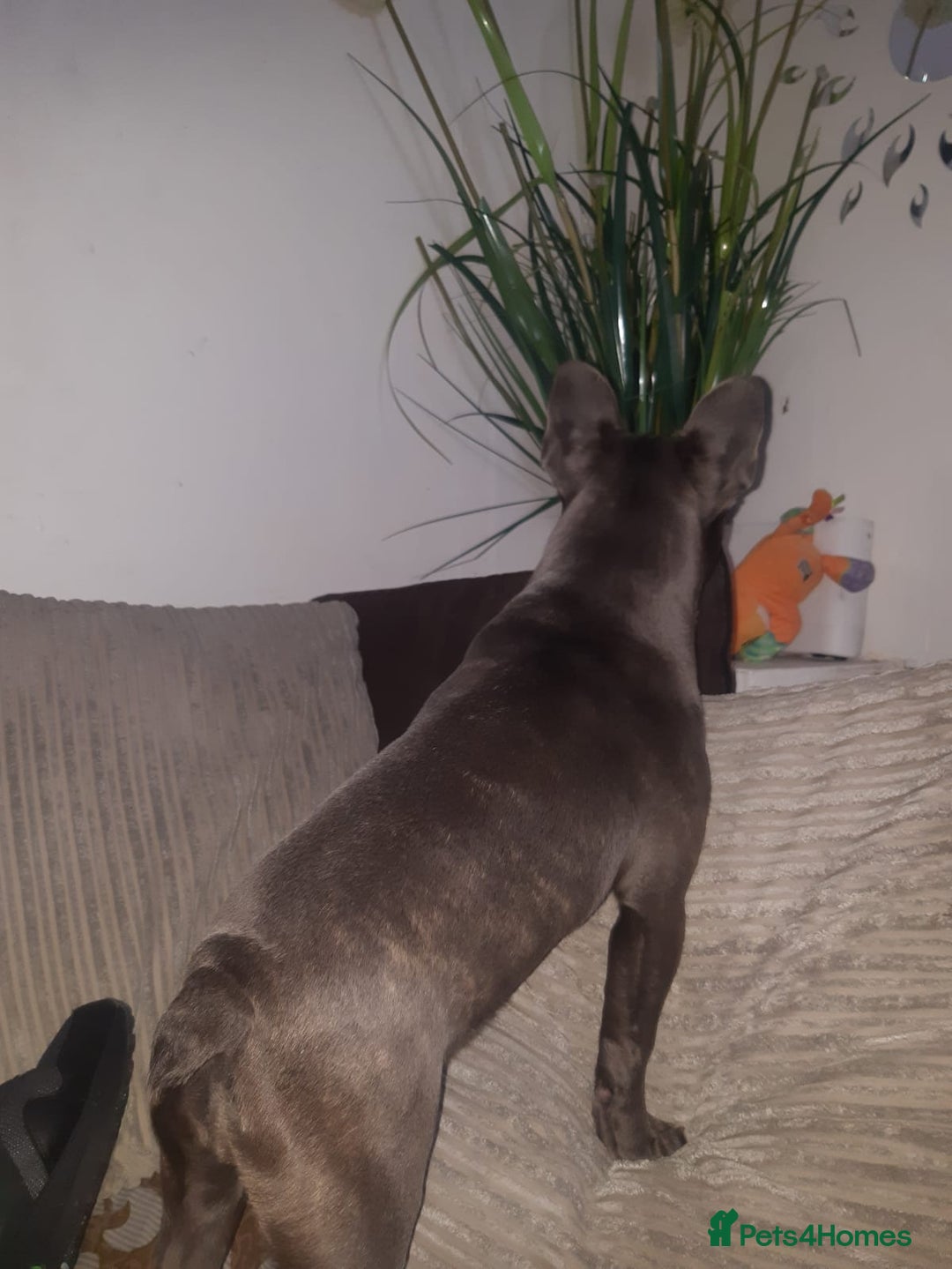 Akita dogs for sale: French blue KC registered 7 months old female pup - Image 7