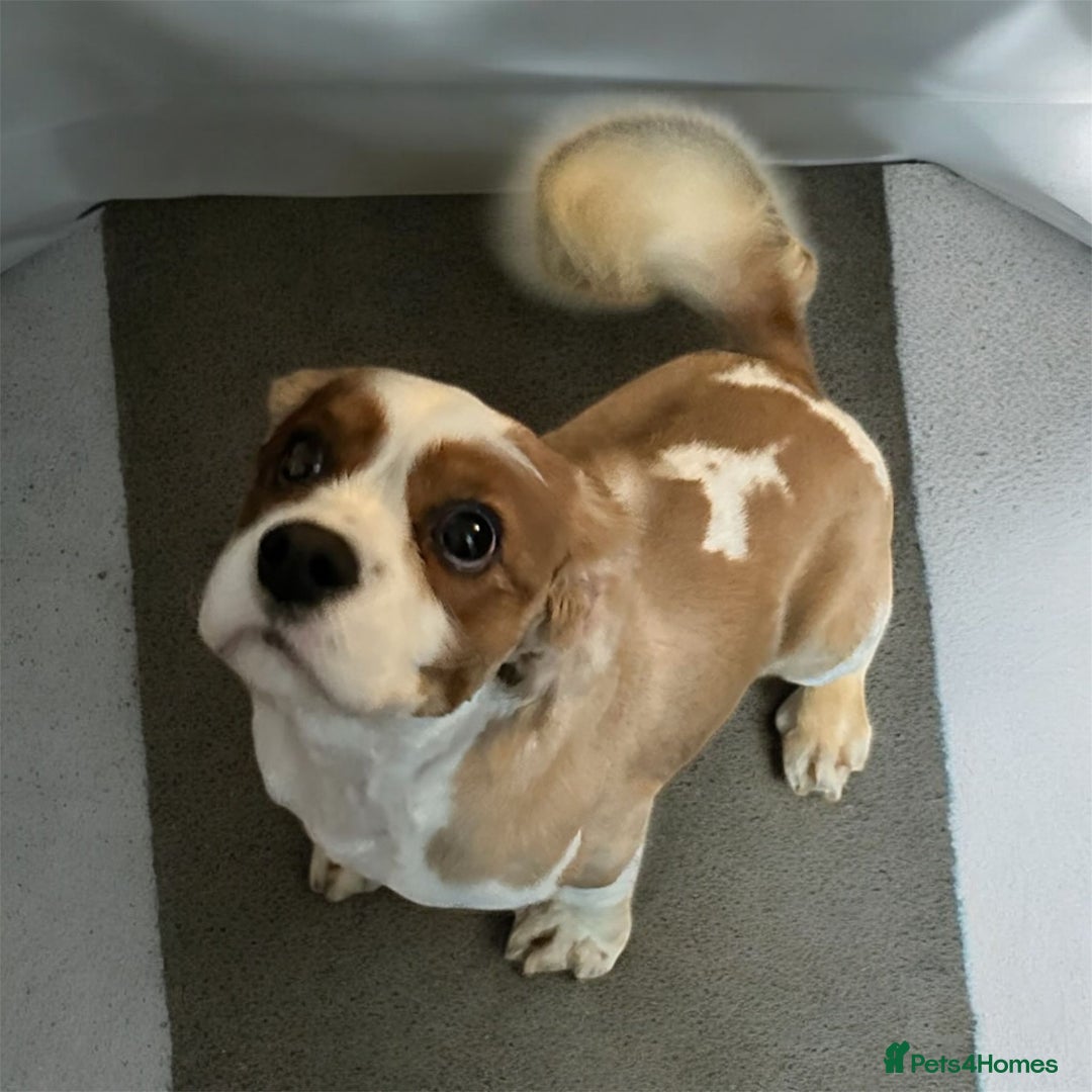 Cavalier King Charles Spaniel dogs for stud: cavalier king charles STUD ONLY  - Advert 3