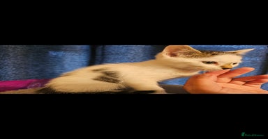 Mixed Breed cats - Advert 12