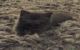 British Shorthair cats for sale: 🤎gccf redgistered British Shorthair Kittens🤎 - Image 10