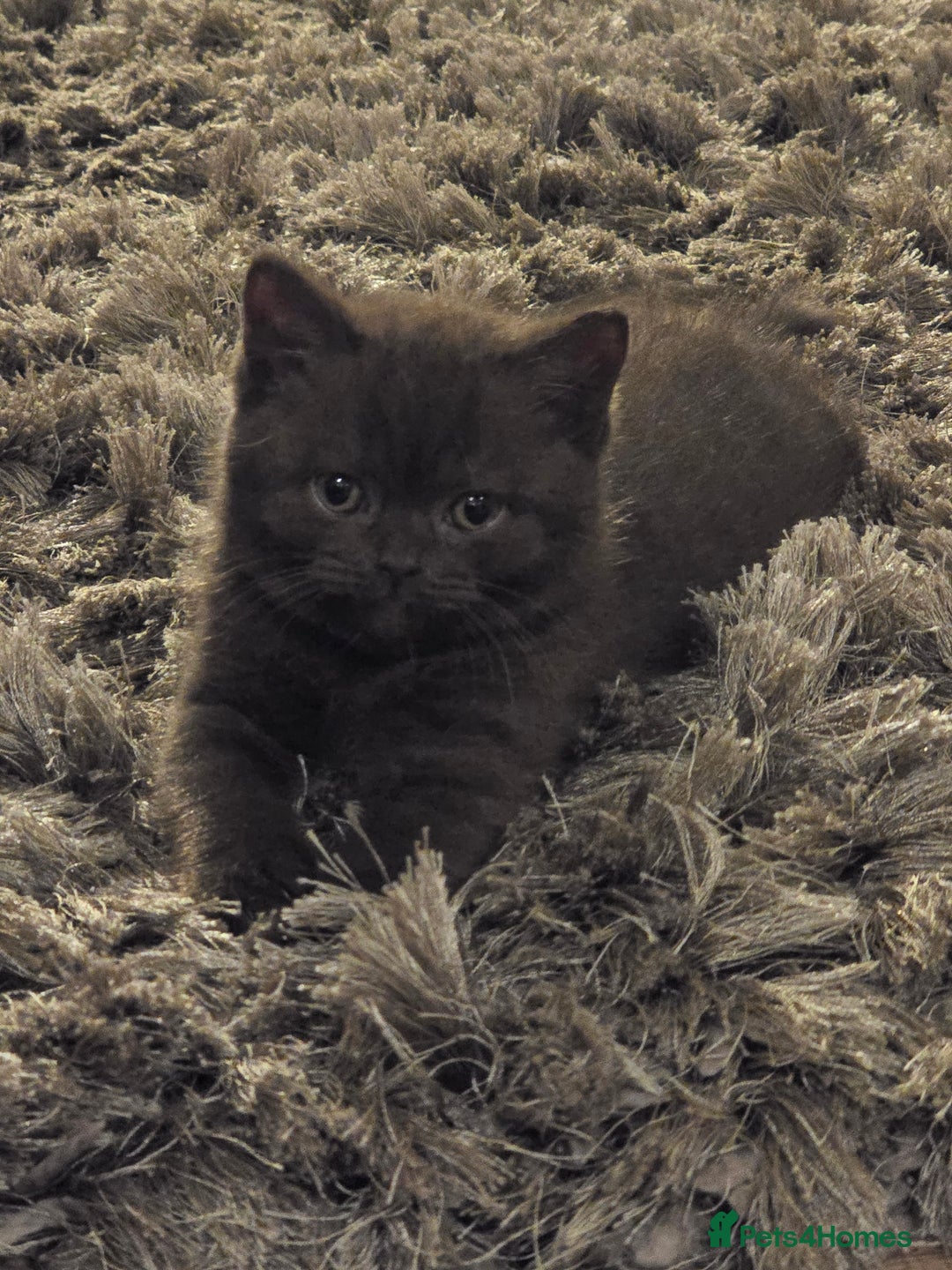 British Shorthair cats for sale: 🤎gccf redgistered British Shorthair Kittens🤎 - Image 10