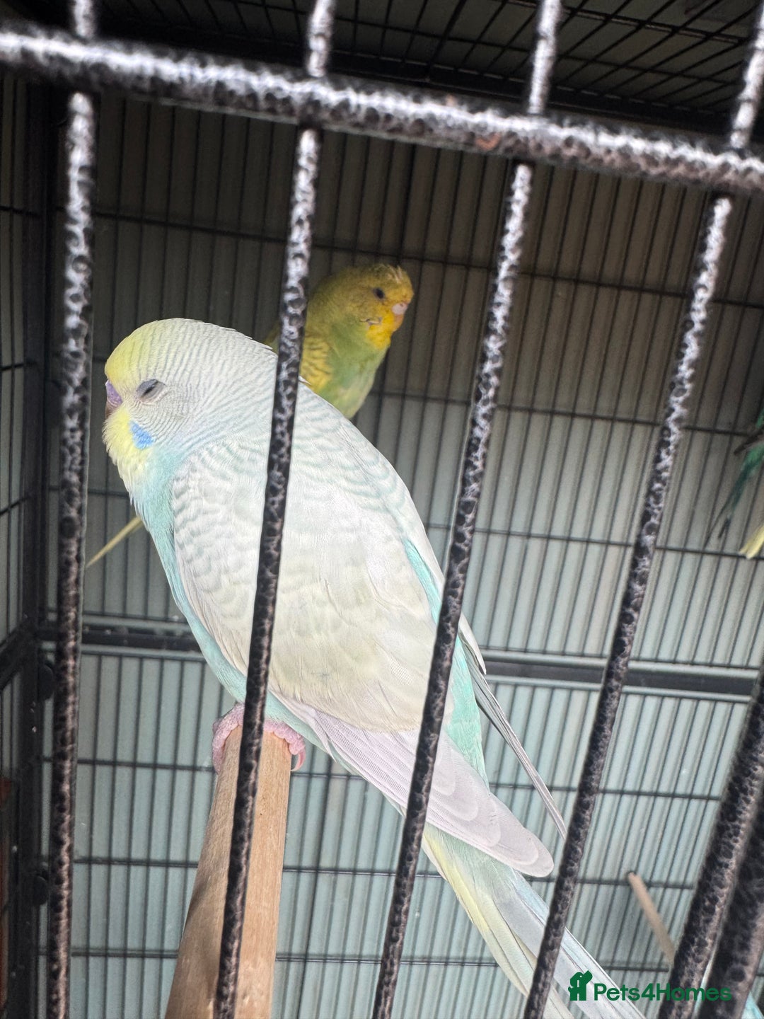 Budgerigars birds for sale: 6 to 8 weeks baby budgies and some adults males. - Image 6