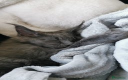 Maine Coon cats for sale: Stunning mainecoon/bsh kittens - Image 11