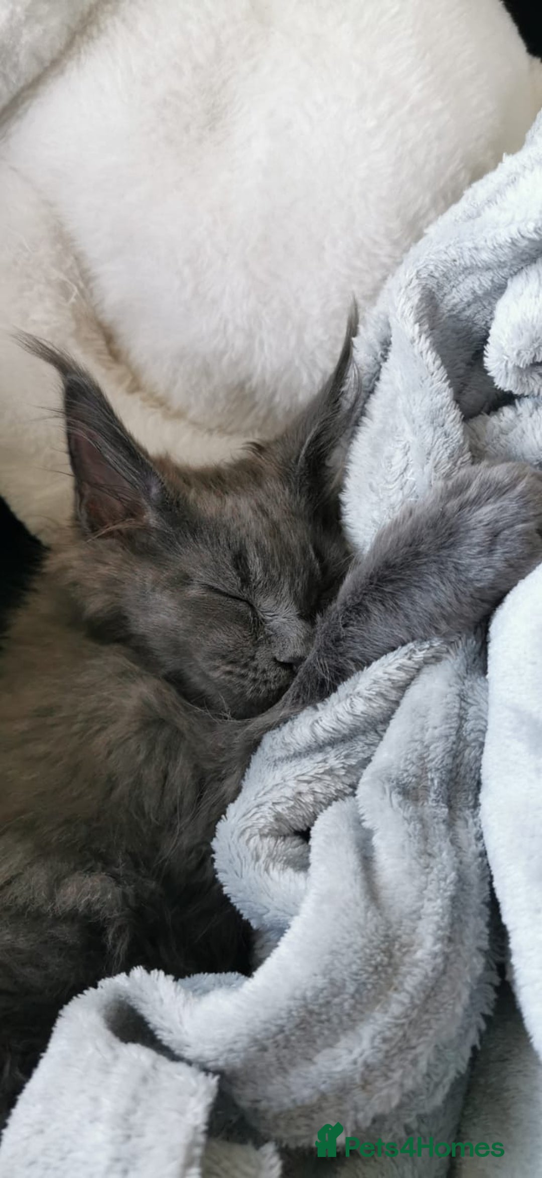 Maine Coon cats for sale: Stunning mainecoon/bsh kittens - Image 11