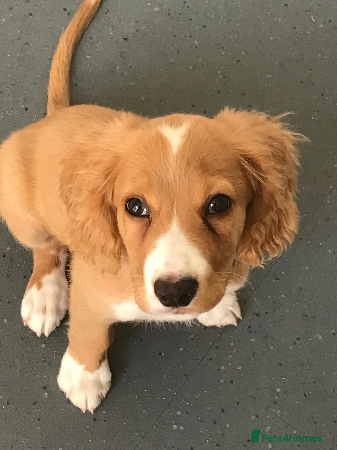 Cocker Spaniel dogs for sale: Marley PLEASE READ DESCRIPTION BEFORE MESSAGING. in Walsall - Advert 1