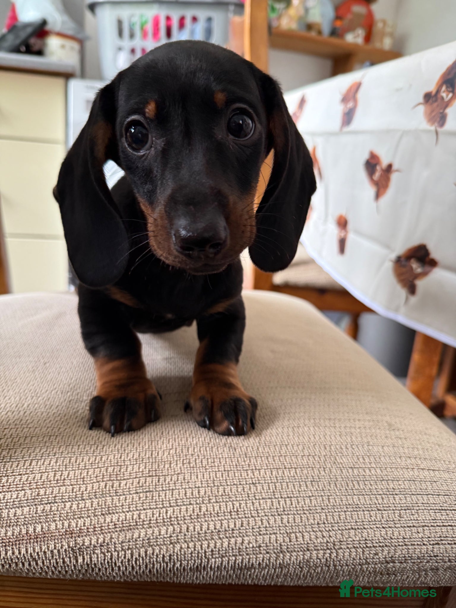 Dachshund dogs Last One! Beautiful Black and Tan - Advert 12