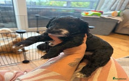 Cockapoo dogs for sale: !!!!LAST TWO MALES LEFT!!!!!  - Image 4