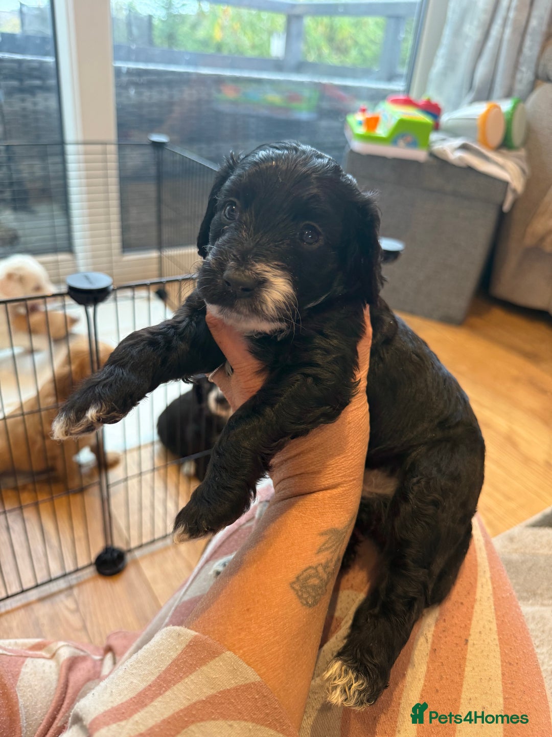 Cockapoo dogs for sale: !!!!LAST TWO MALES LEFT!!!!!  - Image 4