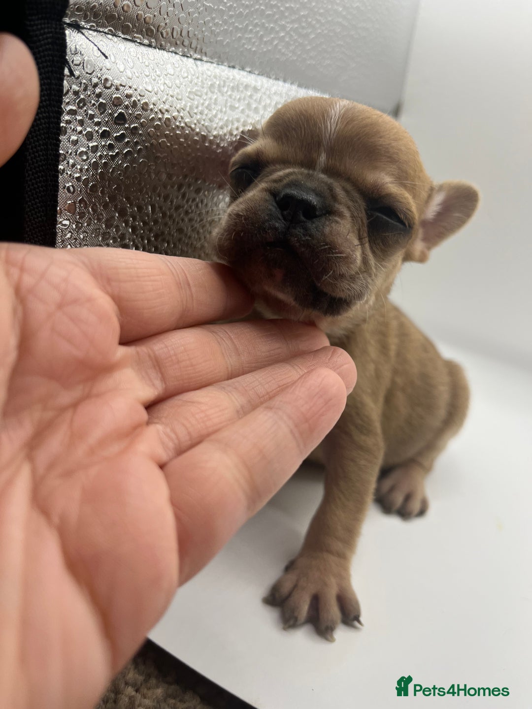 French Bulldog dogs for sale: French bulldog puppies - Advert 20