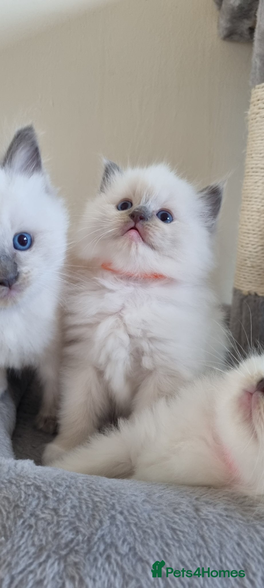 Ragdoll cats Fluffy Ragdoll  kittens  - Advert 14