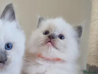 Ragdoll cats Fluffy Ragdoll kittens - Advert 14