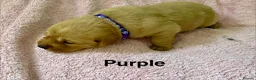 Labrador Retriever dogs for sale: Fox red Labrador puppies for sale - Advert 9