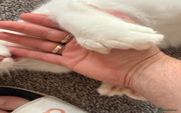 Maine Coon cats for sale: ✨ White Polydactyl Maine Coon Boy – Ready Now! ✨ - Image 9
