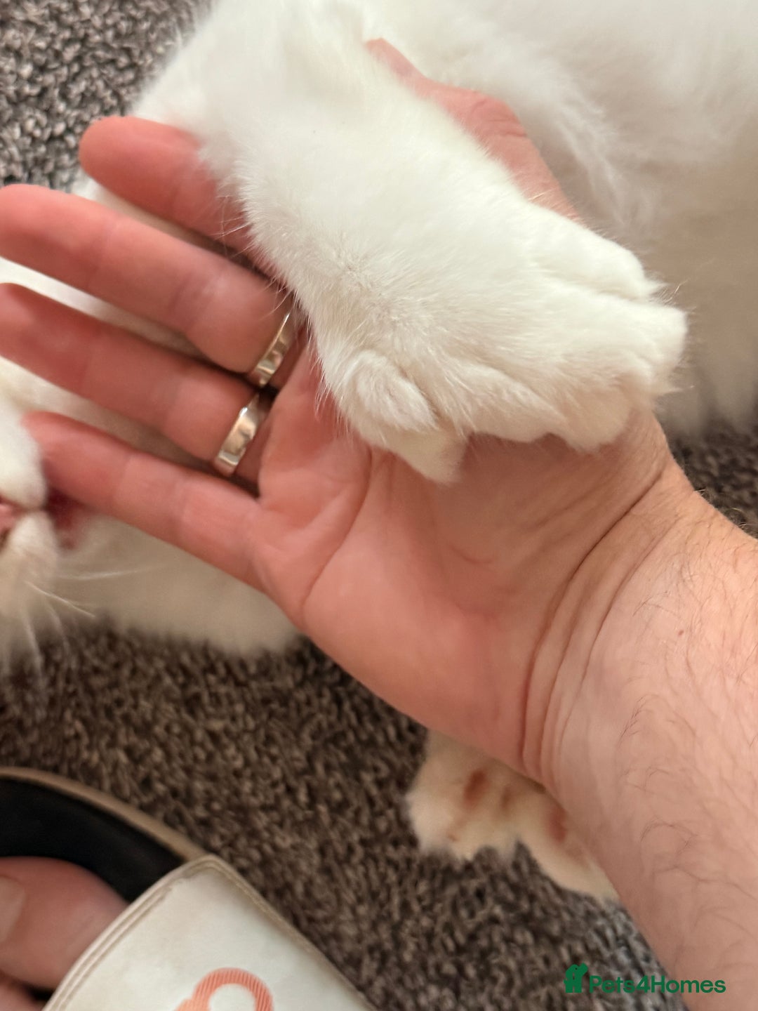 Maine Coon cats for sale: ✨ White Polydactyl Maine Coon Boy – Ready Now! ✨ - Image 9