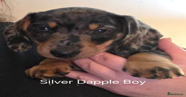 Dachshund dogs - Advert 4